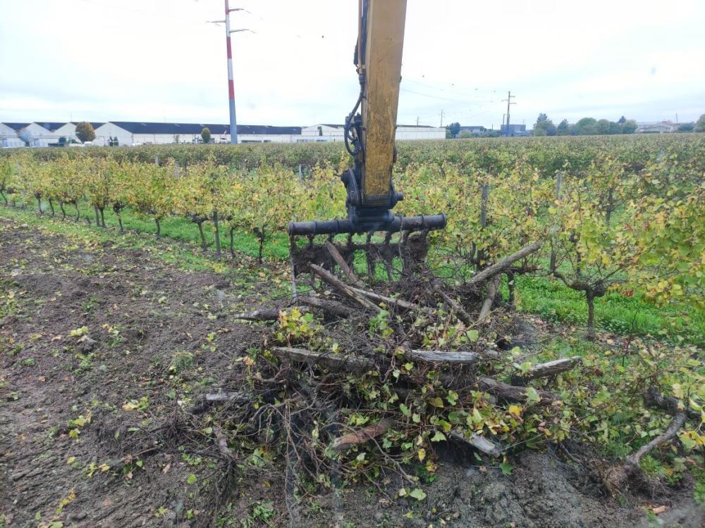 Arrachage de vigne à Saint-Martial-sur-Né